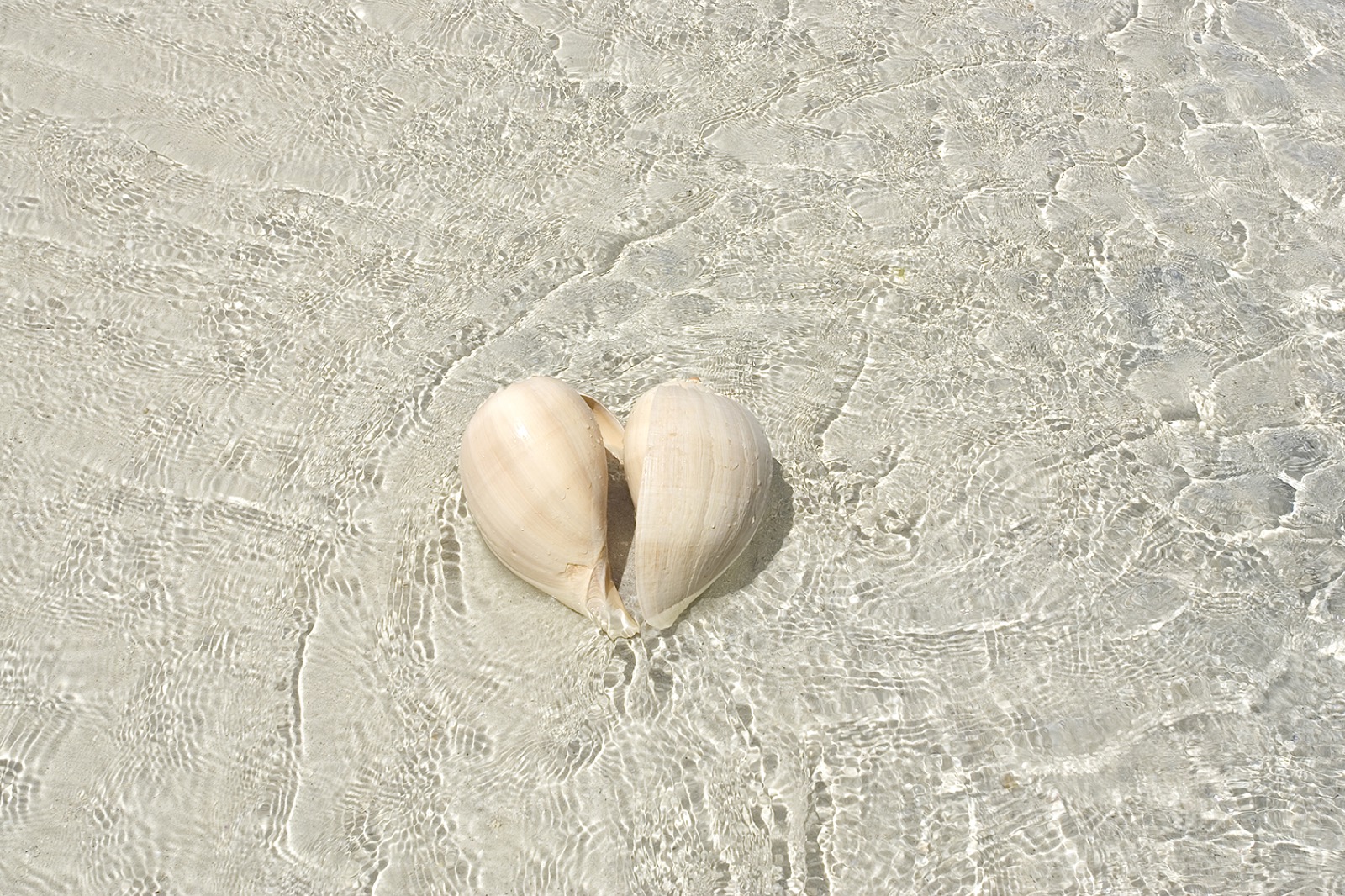 Deux coquillages en forme de cœur posés dans une eau de mer peu profonde et cristalline, photographie aérienne, tons blancs et beiges épurés