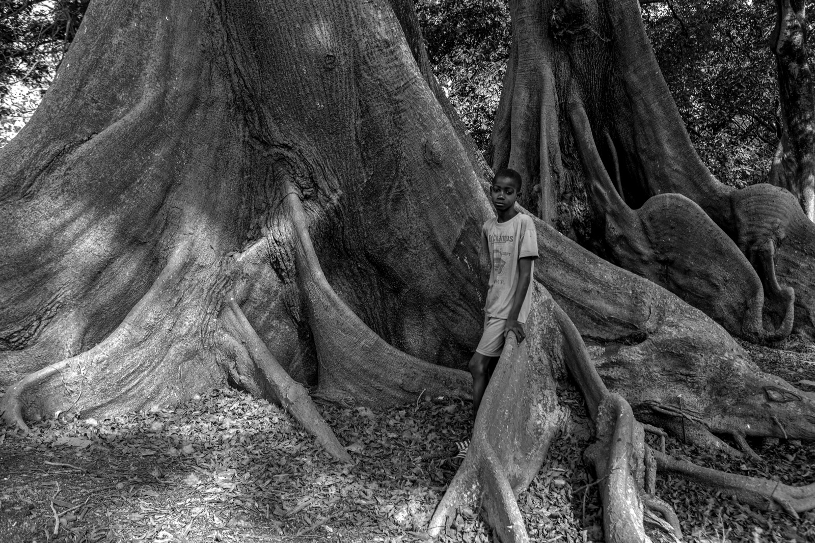 Jeune garçon debout dans les racines monumentales d'un fromager, photographie en noir et blanc